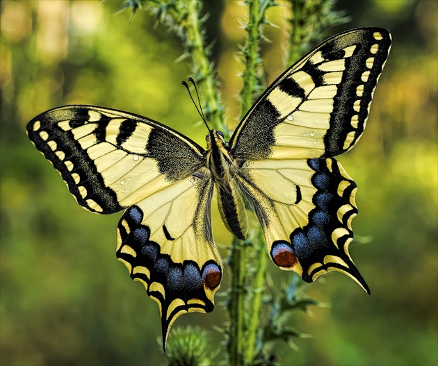 Vidlochvost feniklový (Papilio machaon)