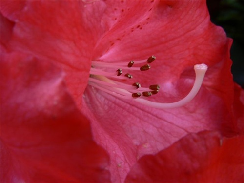 detail kvetu