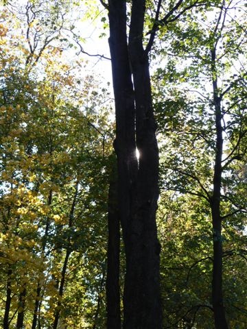Jeseň v parku V - zaľúbené stromy II