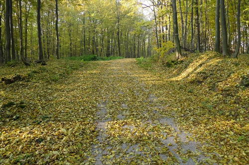 Lesný koberec