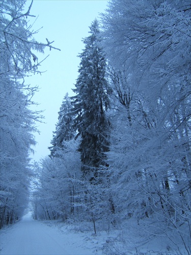 Zimná príroda v Bratislave