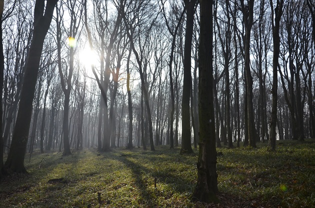 Slnko v lese