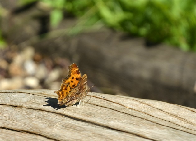 Motýľ na dreve