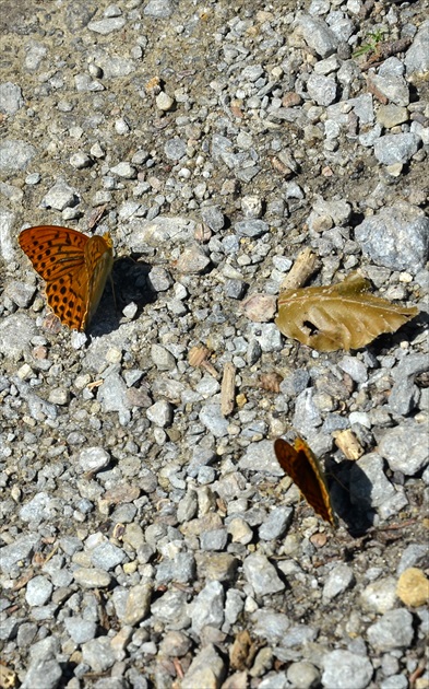 2 motýle