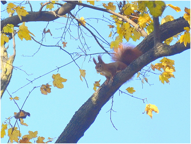 Veverička 3