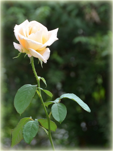 Šípová ruža