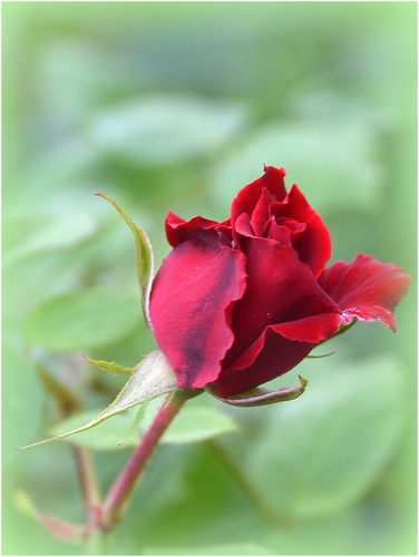 Červená šípová ruža