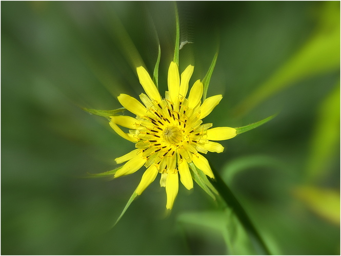Žltý  kvet