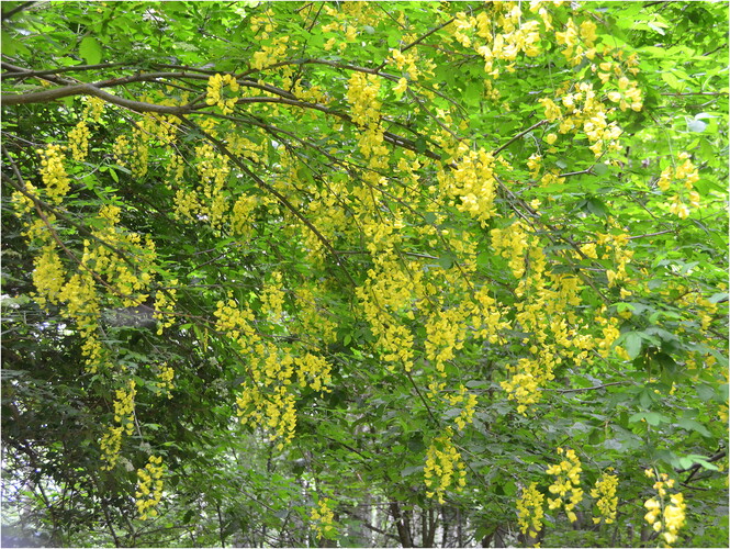 Žlté kvety na strome