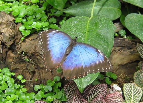 motýľ č.4