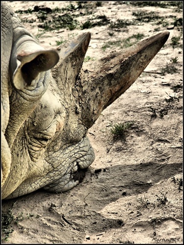 nosoroží spánok,