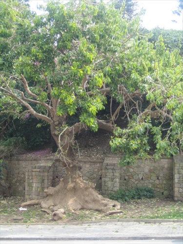 Storocny strom
