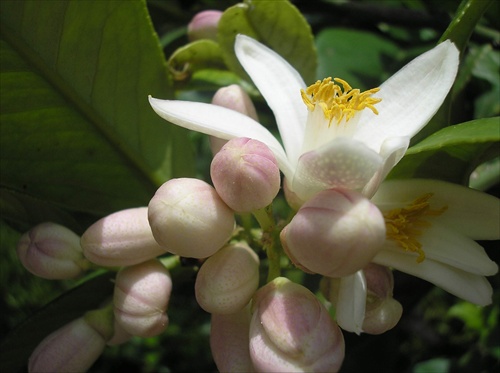 dospievanie citrónového kvetu