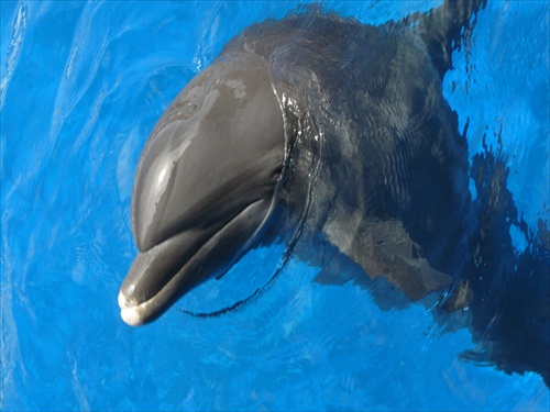 miami 2007-delfin 2