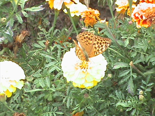 motýlik a kvetinka