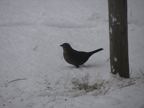 Vtáčik v snehu