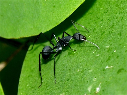 Mravček