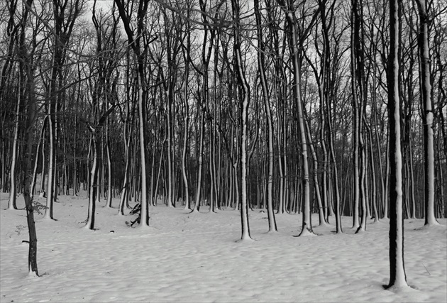 Les ako zebra hrabe neviditeľnými kopytami