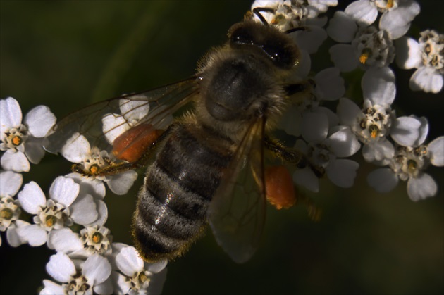 Biela včela