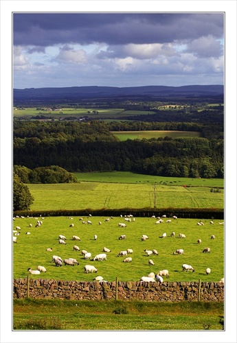 Scotland sheep