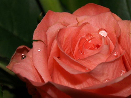 ružička ruža