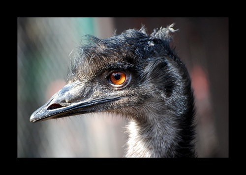 Emu a jeho profil