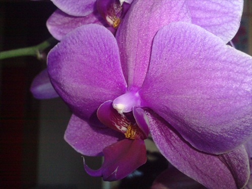 Čaro orchidee