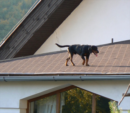 pes na streche