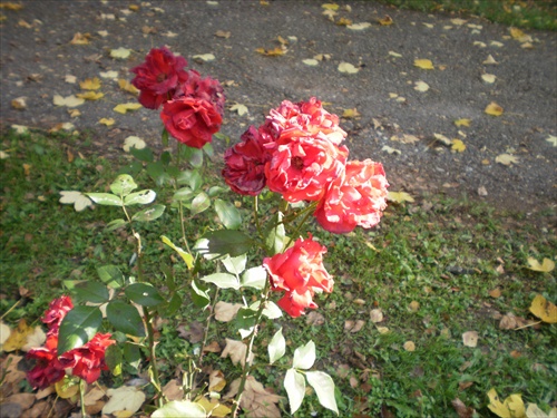ruže poznačené jeseňou