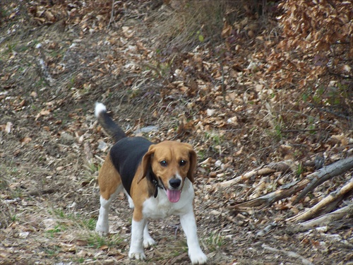 beagle - bígl
