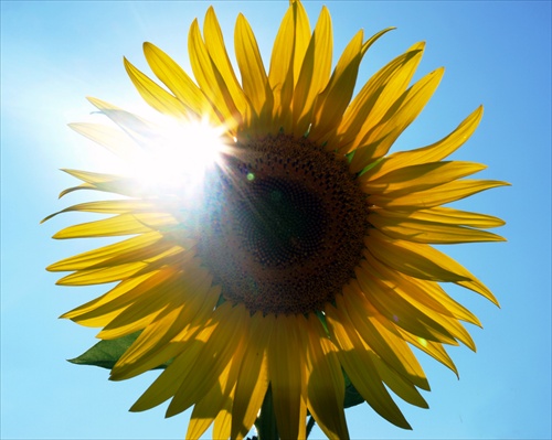 Sunflower&Sun