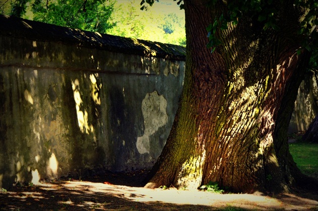Starý múr a strom