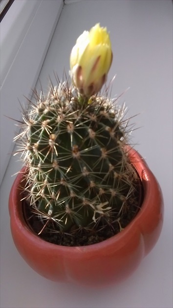 Cactus_1