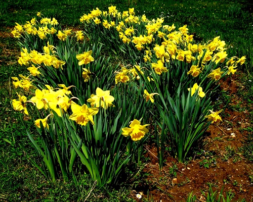 Jarné kvety