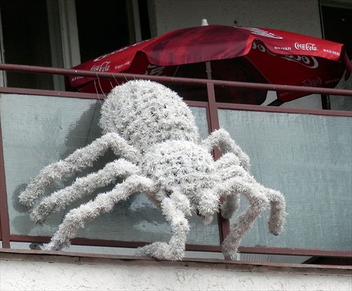 Pavúk balkónový