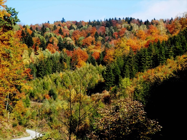 Farby lesa v jeseni