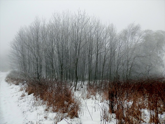 Hmla a sneh v Temnom lese