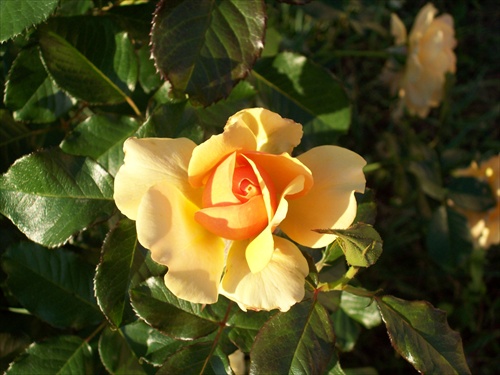 žltá ruža