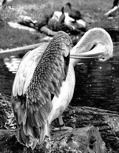 pelikánovitô.