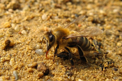 Smädná včielka