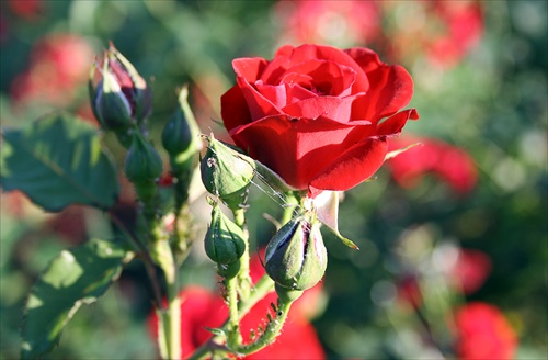 Natural rose pre teba