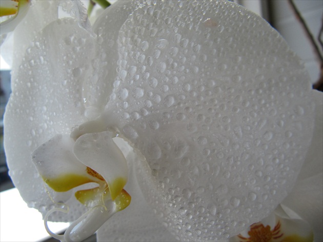 Orchidea - detail