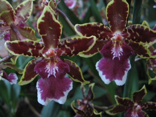 bordova orchidea