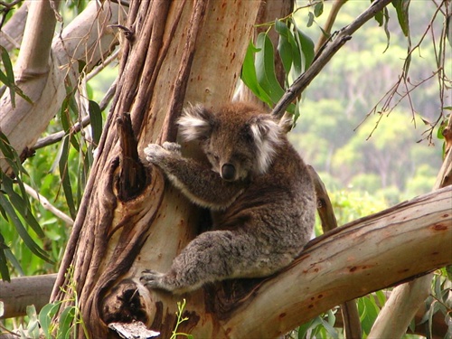 macko Koala