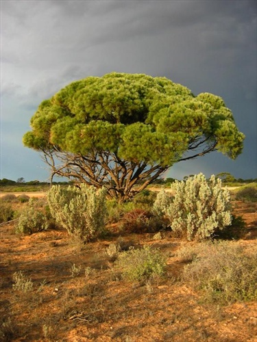 Mulga tree
