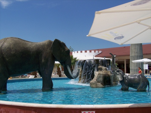 Slon v bazene