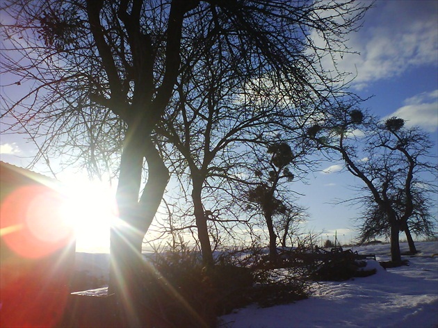 Slnko, stromy,sneh
