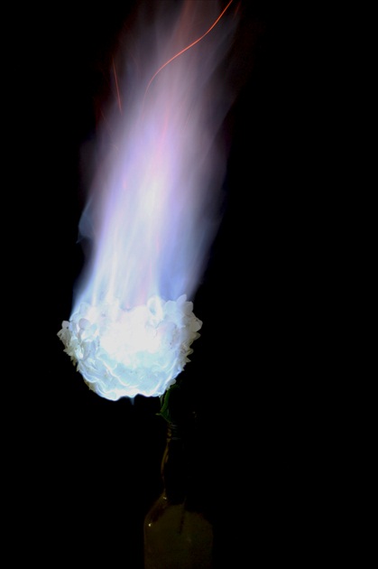 Ohnivý kvet 01