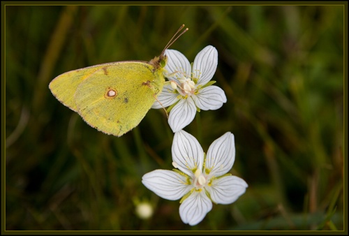 Motýlik z Dolomitov