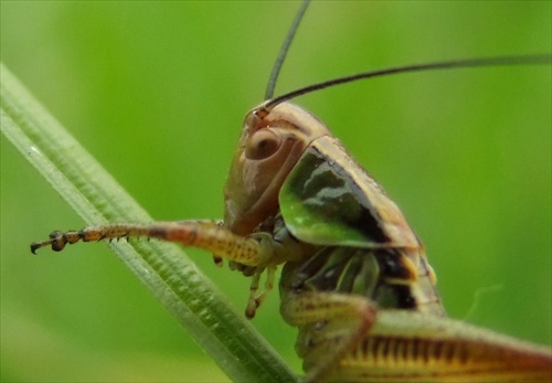 Veselá kobylka